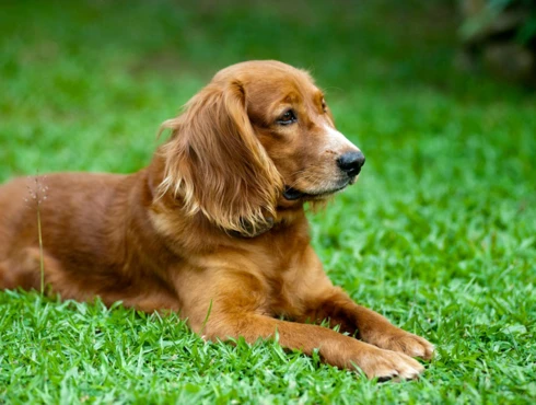 Nużyca u psa – co to jest i jak ją leczyć?